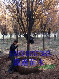 18公分法桐哪里便宜
