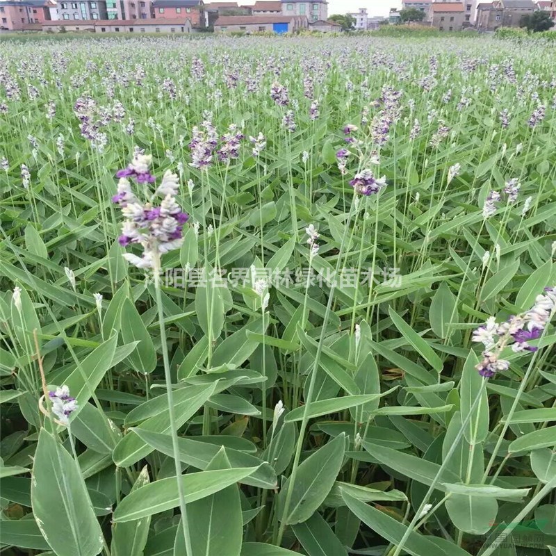 園林綠植再力花  源產(chǎn)地發(fā)貨 質(zhì)優(yōu)價(jià)廉 發(fā)貨速度快 