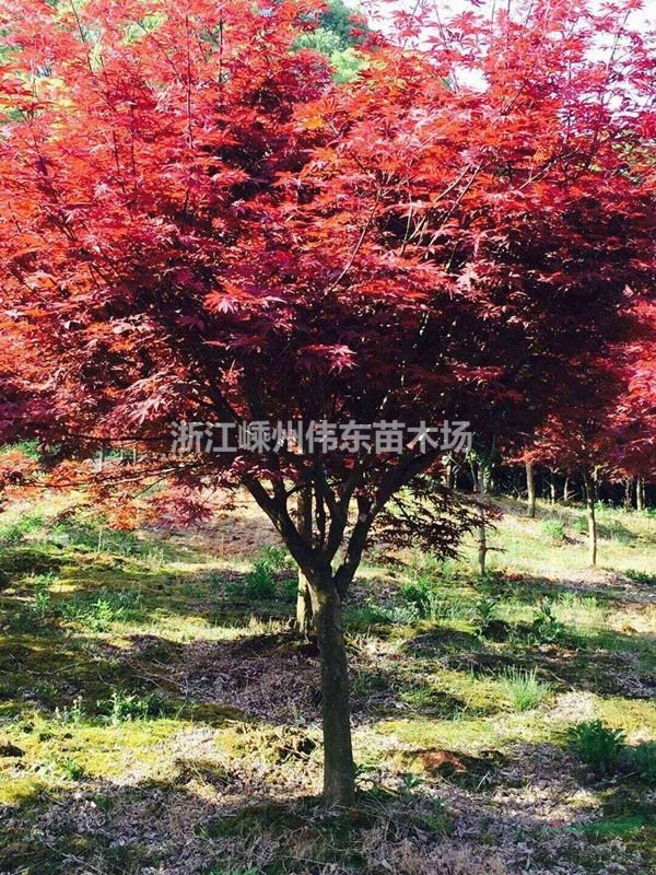 浙江紅楓介紹