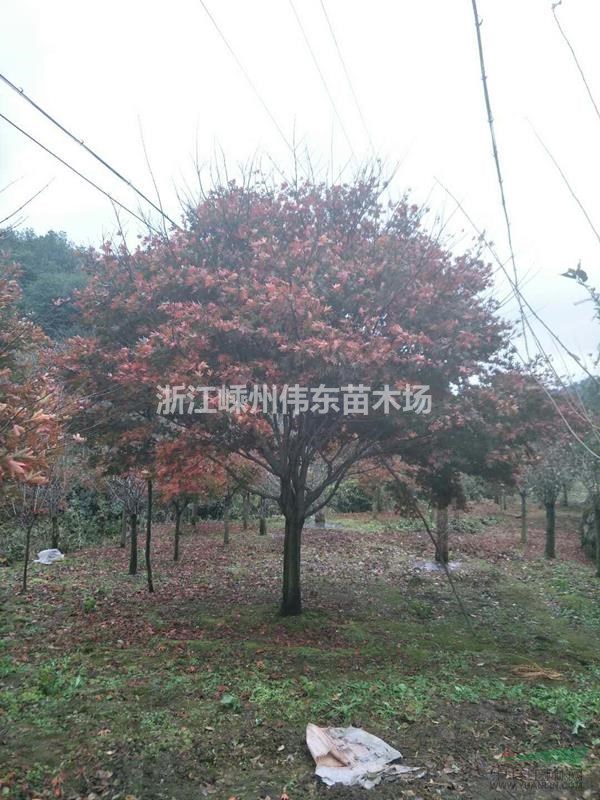 浙江紅楓介紹