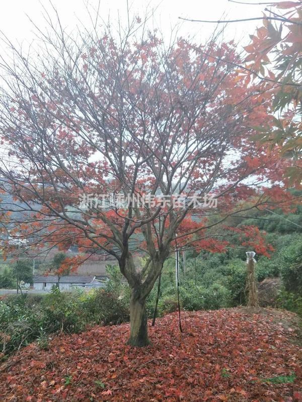 10-25公分大規格紅楓