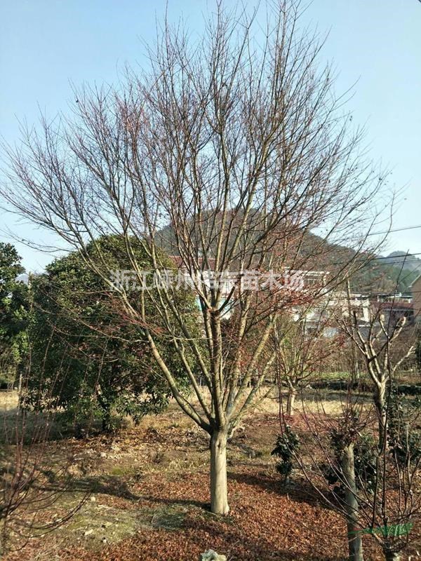 大規格雞爪槭10-20公分雞爪槭