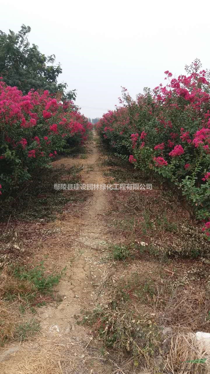 鄢陵縣建設(shè)園林提供紅花紫薇，嫁接紅花紫薇，叢生紫薇