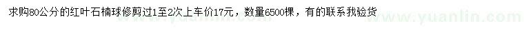求購80公分紅葉石楠球