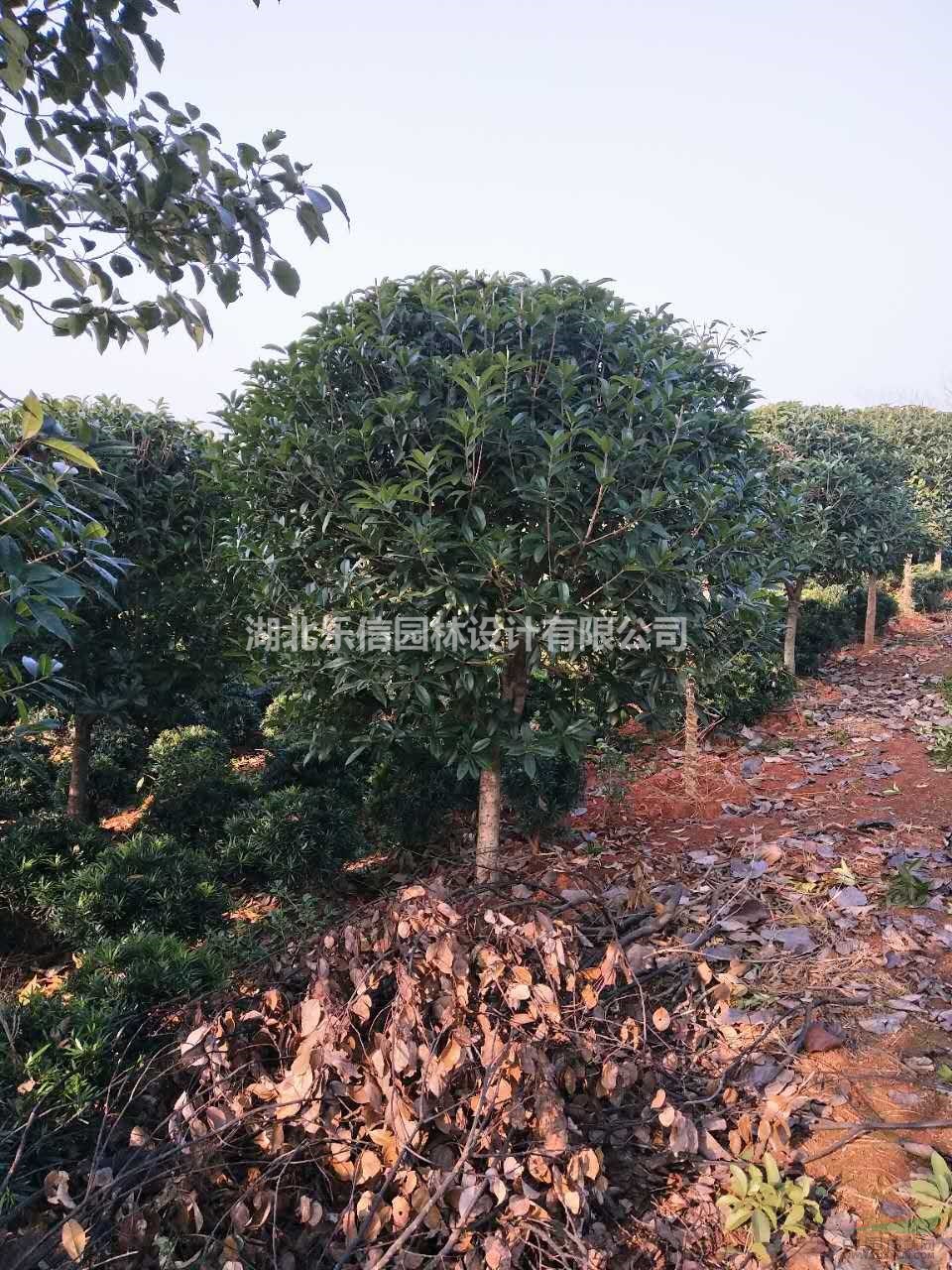 供應(yīng)米徑8公分丹桂