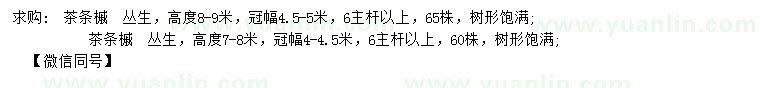 求購高7-8、8-9米叢生茶條槭