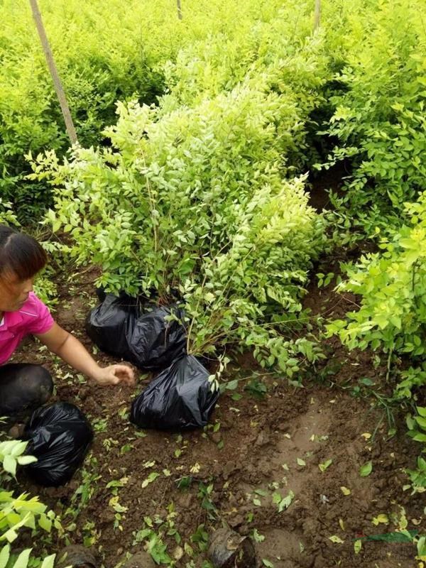 叢生金葉榆供應叢生金葉榆出售叢生金葉榆河北叢生金葉榆