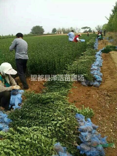 【大葉黃楊】供應(yīng)大葉黃楊河北大葉黃楊大葉黃楊批發(fā)大葉黃楊價(jià)格