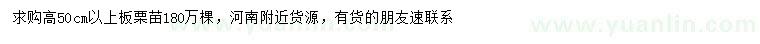 求購高50公分以上板栗