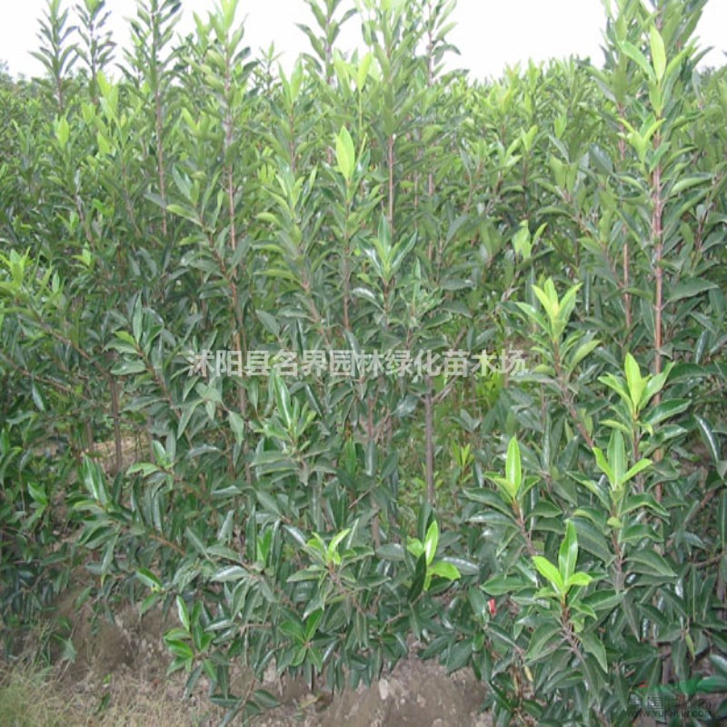 怎樣種植法青樹
