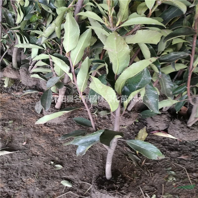 怎樣種植法青樹