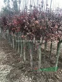 绿化苗中国红枫