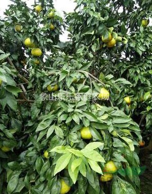 媛小春（綠美人）柑橘苗木，高糖晚熟、耐貯藏，柑橘新品