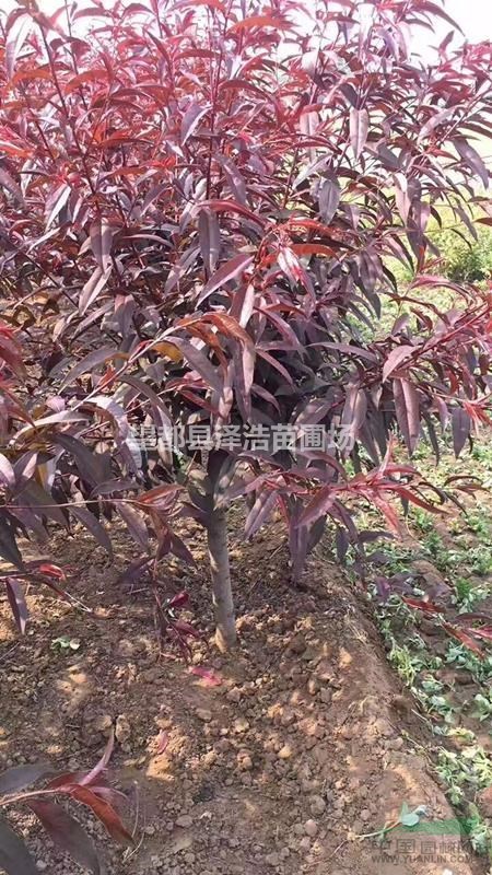 紅葉碧桃紅葉碧桃供應(yīng)商定州紅葉碧桃紅葉碧桃報(bào)價(jià)紅葉碧桃廠家