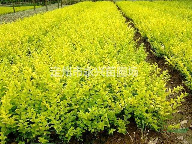 华北连翘价格，华北连翘种植基地，华北连翘生产商