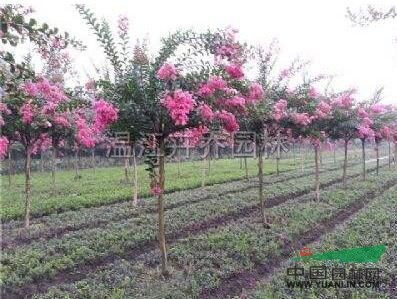 四川大紅花紫薇 成都大紅花紫薇 四川成都大紅花紫薇價(jià)格