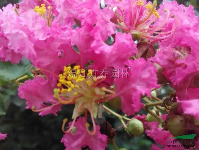 四川大紅花紫薇 成都大紅花紫薇 四川成都大紅花紫薇價(jià)格
