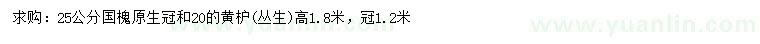 求購(gòu)25公分國(guó)槐