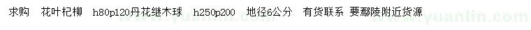 求購(gòu)高80公分花葉杞柳、地徑6公分丹花繼木球