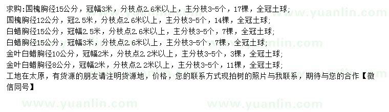 求購國槐、白蠟、金葉白蠟