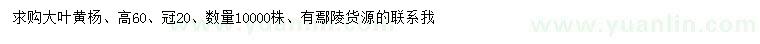 求購高60公分大葉黃楊