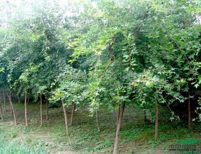 河南五角楓　河南五角楓報(bào)價(jià)　河南五角楓基地/批發(fā)
