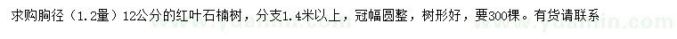 求購1.2米量胸徑12公分紅葉石楠