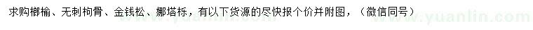 求購榔榆、無刺枸骨、金錢松等