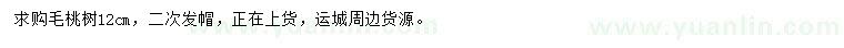 求購12公分毛桃樹