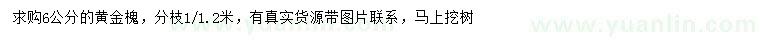 求購6公分黃金槐