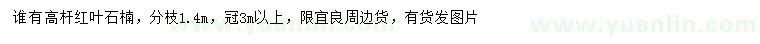 求購冠幅3米以上高桿紅葉石楠