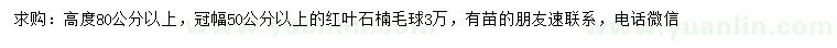 求購高80公分以上紅葉石楠毛球