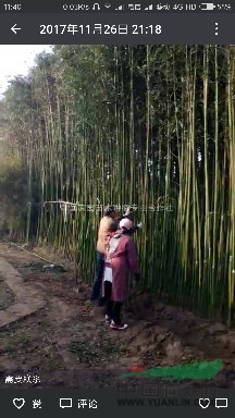 湖北地区供应竹子