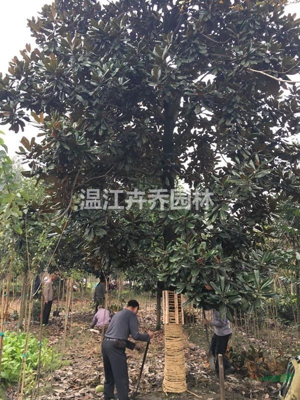 四川廣玉蘭 四川廣玉蘭報價 溫江卉喬園林