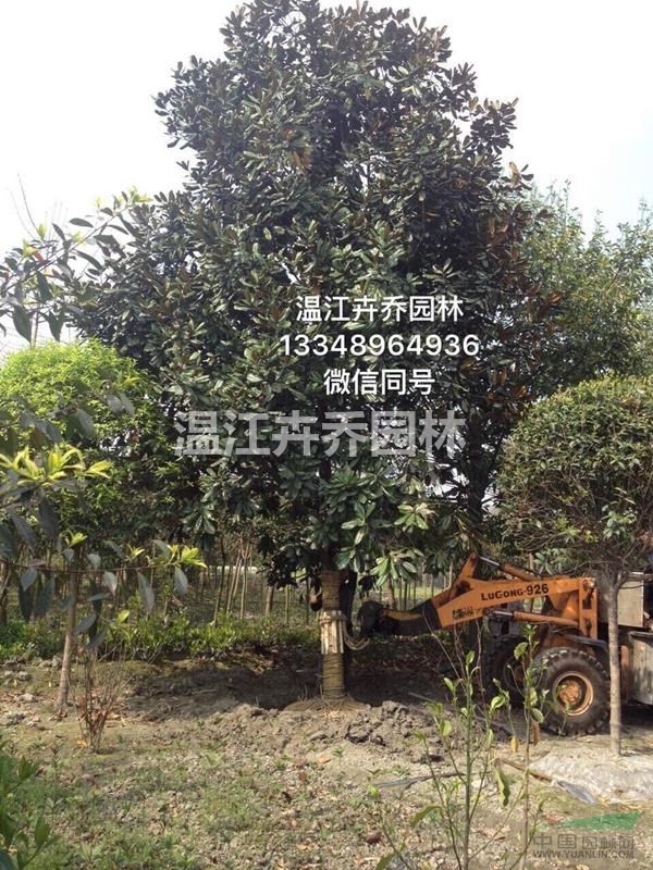 四川廣玉蘭 四川廣玉蘭報價 溫江卉喬園林