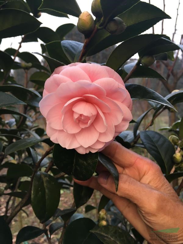 四川樹形山茶花供應(yīng) 2018年四川樹形山茶花