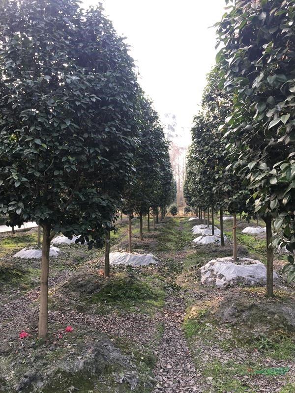 四川樹形山茶花供應(yīng) 2018年四川樹形山茶花