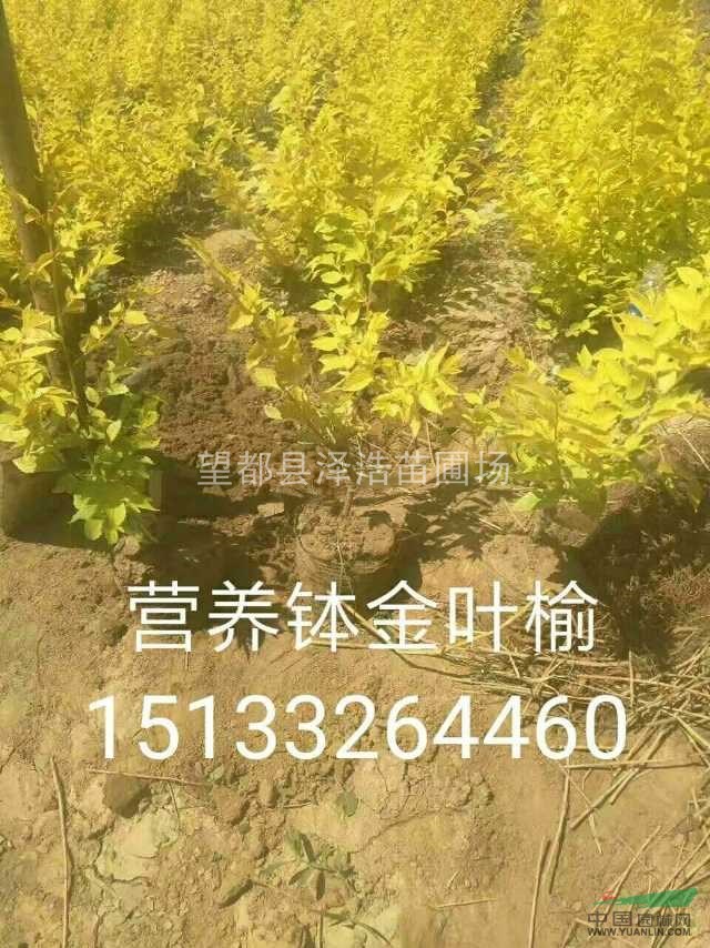 帶盆金葉榆供應(yīng)帶盆金葉榆出售帶盆金葉榆河北帶盆金葉榆