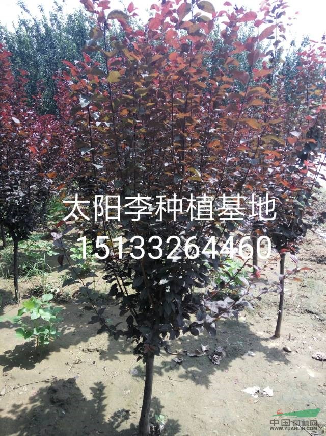 【紅葉李】河北紅葉李價格_5公分紅葉李_4公分紅葉李報價