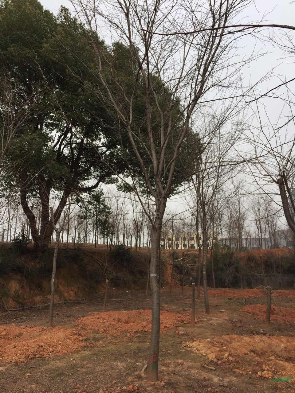 浙江地徑D10-13公分的早櫻