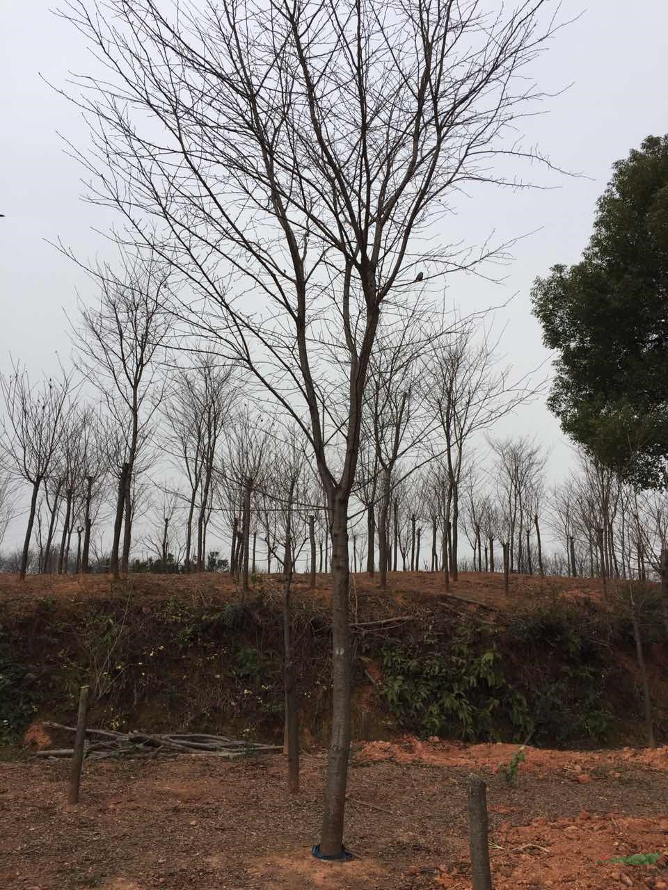 浙江地徑D10-13公分的早櫻
