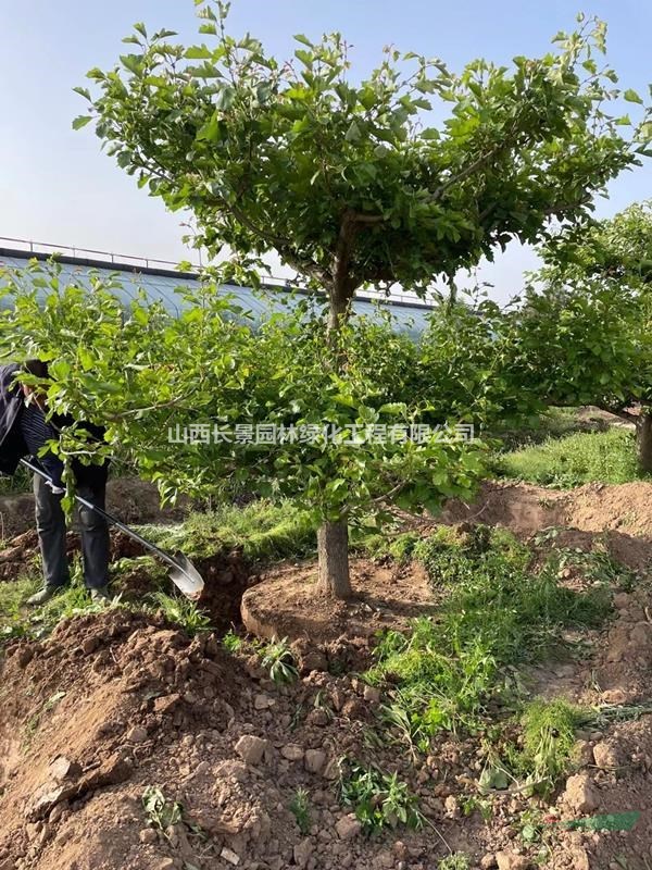 哪有山楂樹？綠化山楂樹哪有賣的？北方山楂樹種植基地