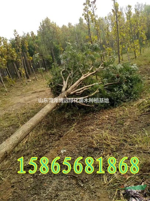 10公分國槐價格低開始銷售嘍