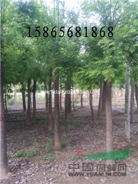 10公分國槐價格低開始銷售嘍