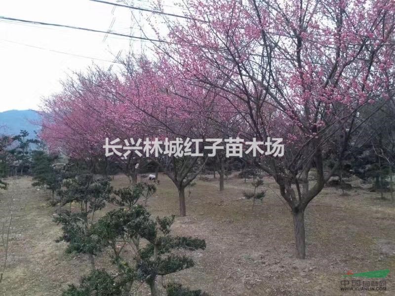 12-15愿生红梅