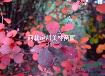 红叶小檗、红叶小檗苗、红叶小檗小苗 别名：紫叶小檗