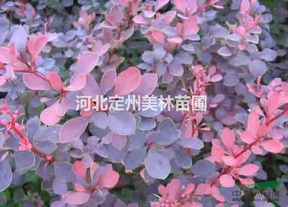 红叶小檗、紫叶小檗苗、江苏沭阳红叶小檗。红叶小檗基地