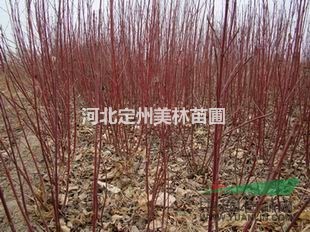 红瑞木价格_红瑞木图片_红瑞木产地_红瑞木绿化苗木苗圃基地