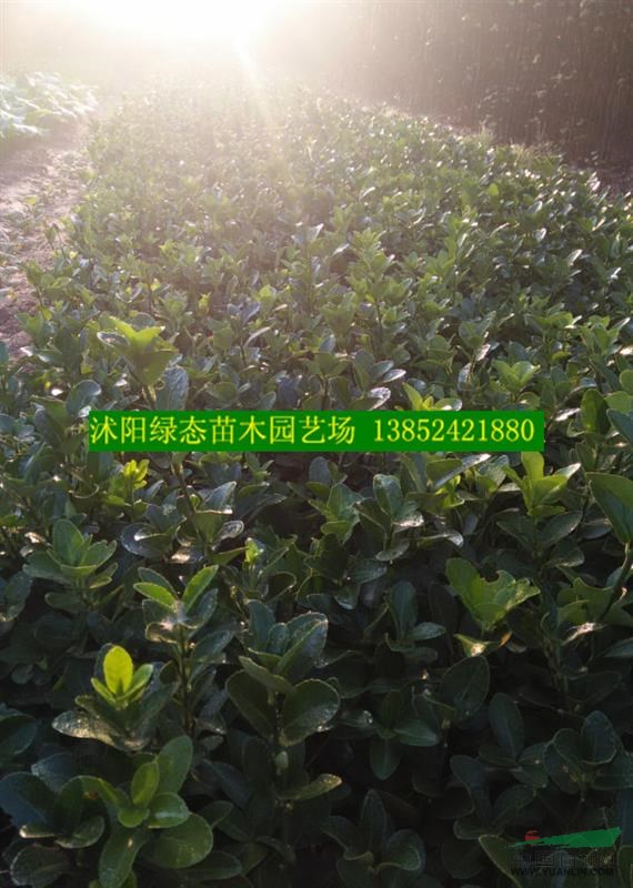 大葉黃楊小苗價格,冬青小苗價格,金葉女貞小苗價格,黃楊小苗