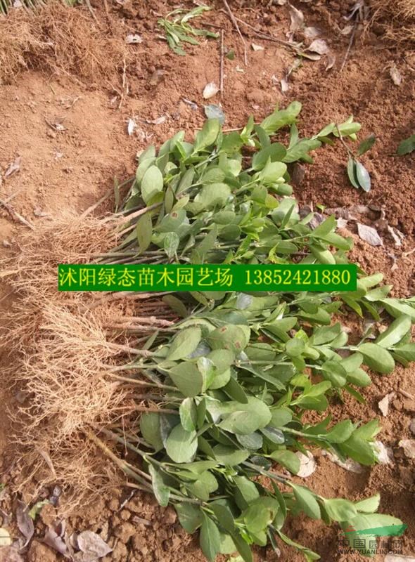 大葉黃楊小苗價格,冬青小苗價格,金葉女貞小苗價格,黃楊小苗